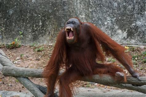 Orangutan laughing Stock Photos, Royalty Free Orangutan laughing Images ...