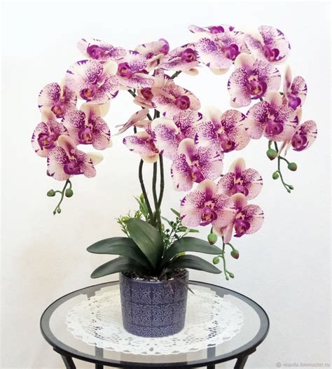 Orchidee Phalaenopsis Richtig Pflegen Und Gie En