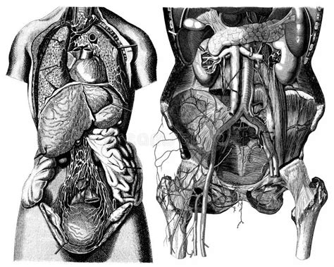 Victorian Anatomy Stock Photos Free Royalty Free Stock Photos From