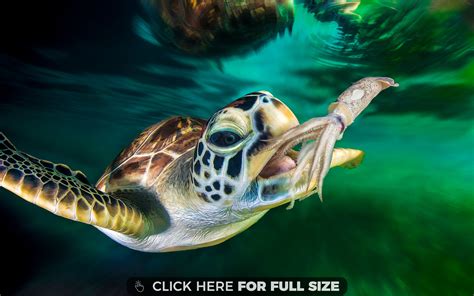 Green Sea Turtle And Squid Ocean Underwater 4k Wallpaper Ocean