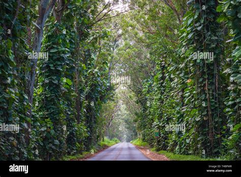 The Tree Tunnel A Beautiful Canopy Maliuhi Road By Eucalyptus Trees