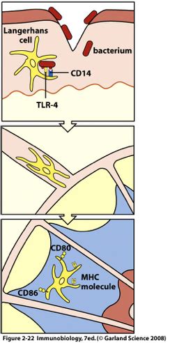 T Cell Activation And Differentiation Flashcards Quizlet