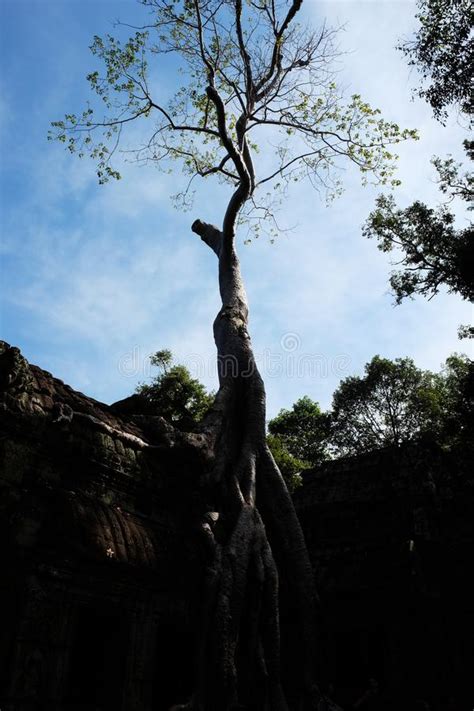 Edificio Antiguo Trenzado Por Las Ra Ces De Un Rbol Enorme Edificio