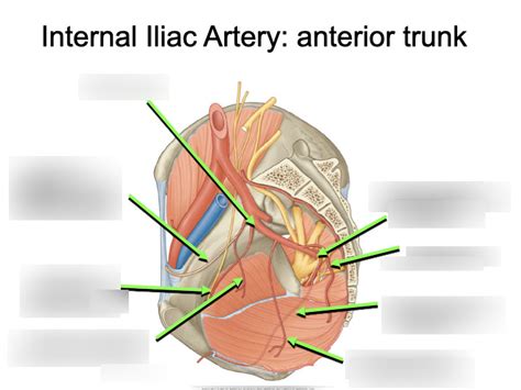 Internal Iliac Artery Anterior Trunk Diagram Quizlet