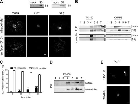 Overexpression Of Syntaxin Inhibits Surface Transport Of Plp In Olgs