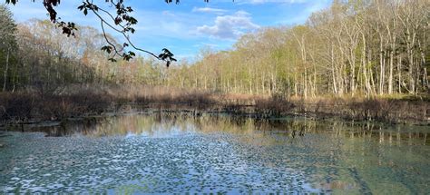Reed Mitchell Preserve Blue Trail, Connecticut - 6 Reviews, Map | AllTrails