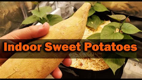 How To Grow Sweet Potatoes Indoors Youtube