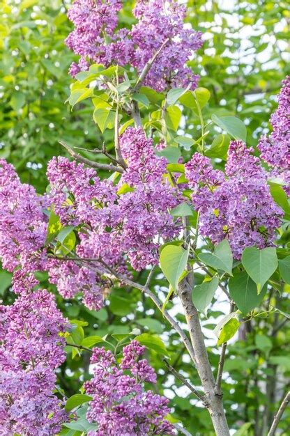 Premium Photo | Purple lilac on a tree natural background