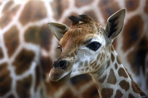 How Will April the Giraffe's Baby Be Named? Fans Can Vote and Support ...