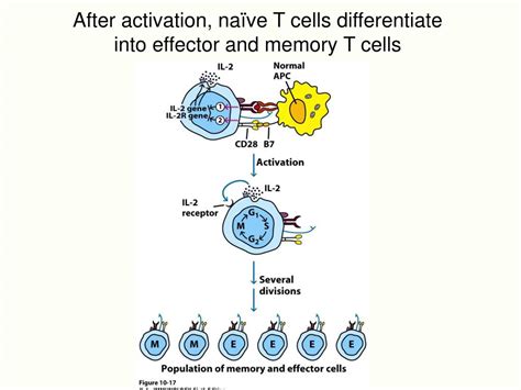 Ppt Cytotoxic T Lymphocytes Ctls And Nk Cells Powerpoint