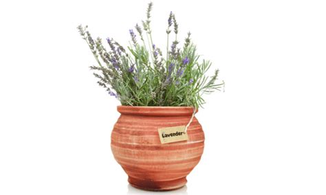 Growing Lavender in Pots · Nourish and Nestle