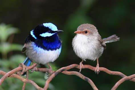 Male Versus Female The Evolution And Biology Of Sex