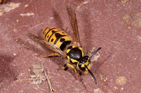 Vespula germanica - WaspWeb