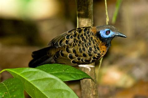 Más De Mil Especies De Aves Habitan En El País