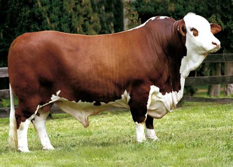 Australian Braford Braford Cattle Hereford Cattle Beef Cattle