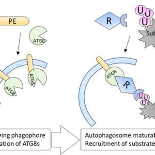 Selective Autophagy Pathways Ensure The Degradation Of Specific Cargoes