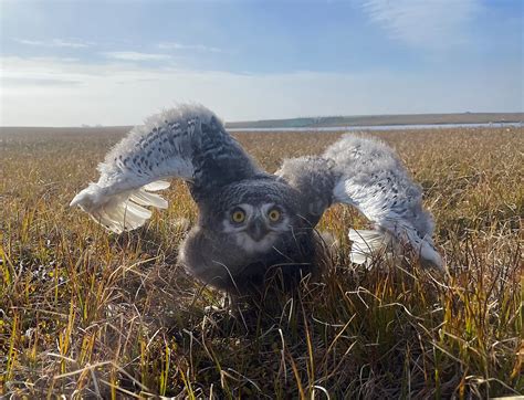 Aging and Sexing Snowy Owl Chicks | owlresearchinstitute