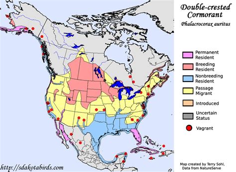 Yellow-headed Blackbird - Species Range Map