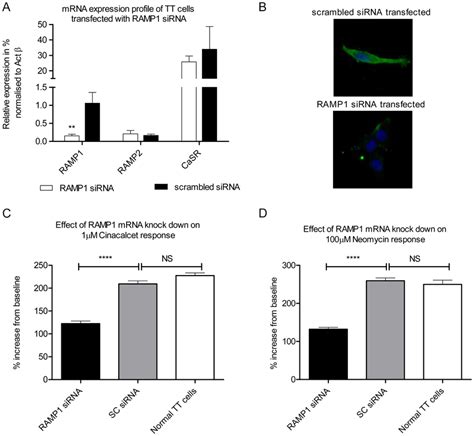 Effect Of Ramp1 Mrna Knockdown On Tt Cells A Mrna Expression Levels