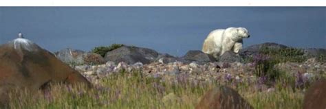 BEAR NAKED Churchill Looks To A Future With No Polar Bears Travel Industry Today