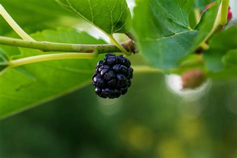 Blackberries Berries Fruits Free Photo On Pixabay Pixabay