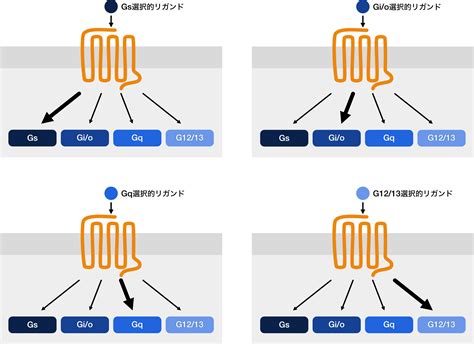 Gpcr