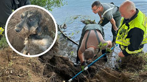 Dackel Sitzt Stundenlang In Nutria Bau Fest Doch Er Ist Nicht Alleine