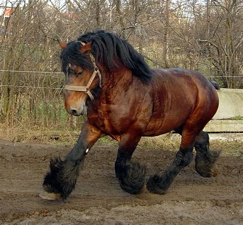 I Love This Hose Horses Belgian Horse Belgian Draft Horse