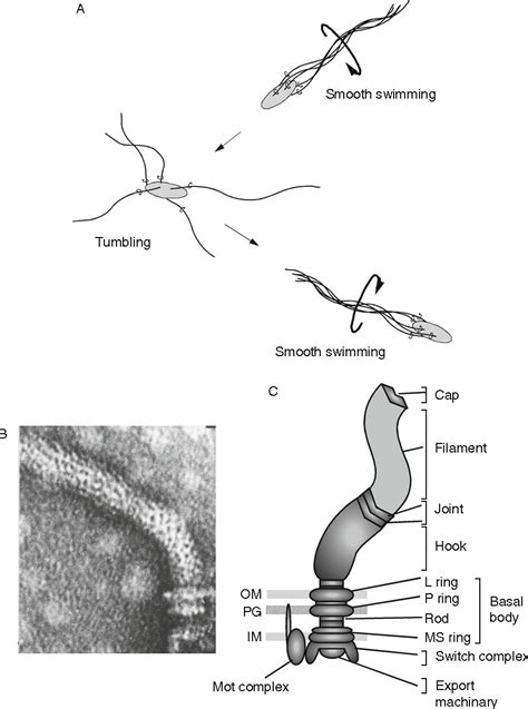 Vibrio alginolyticus | Semantic Scholar