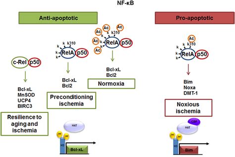 Frontiers NF κB in Innate Neuroprotection and Age Related