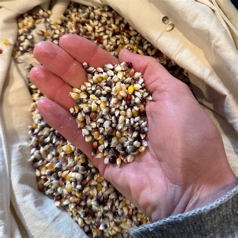 Cherokee Long Ear Small Corn Seeds The Plant Good Seed Company