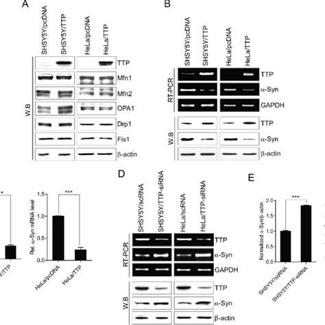 Ttp Overexpression Does Not Inhibit Mfn1 Mfn2 Opa1 Drp1 And Fis1