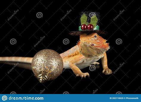 Bearded Dragon Wearing Holiday Christmas Top Hat on Black Backdrop with ...