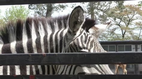 グラントシマウマ 羽村市動物公園 2018年4月8日 Youtube