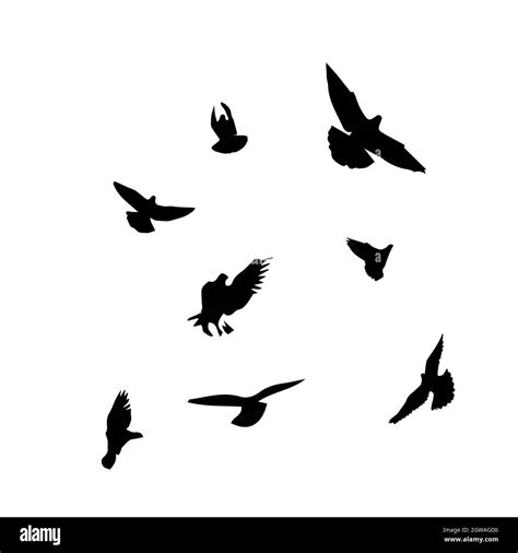 Flying Birds Vector Png