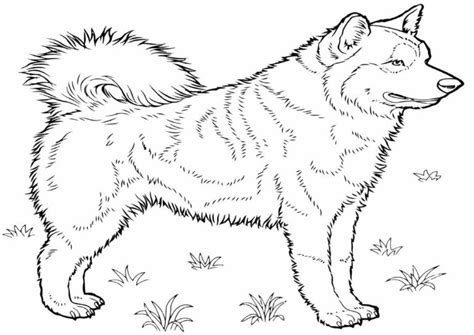 Coloriages Husky Imprimer Sur Wonder Day