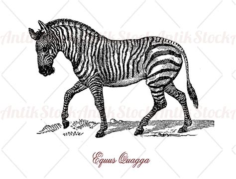 Plains Zebra Or Equus Quagga Antikstock