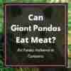 Can Giant Pandas Eat Meat? - Are Pandas Herbivores or Carnivores?