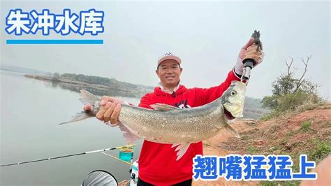 【鄧剛釣魚】探釣朱沖水庫！翹嘴猛猛上，老闆都看呆了！ Youtube