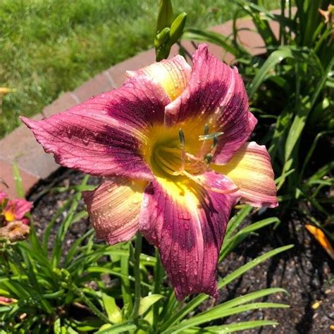 Photo Of The Bloom Of Daylily Hemerocallis Magic Dancer Posted By