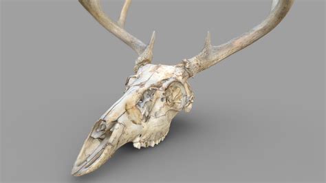 Deer Skull Color 3d Scan Download Free 3d Model By Laser Design