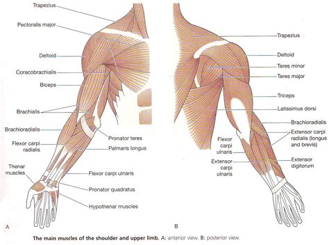 Upper Extremity Muscles Labeled