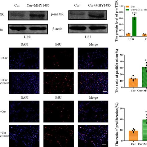 Curzerene Inhibits MTOR Phosphorylation And Down Regulates Glioma