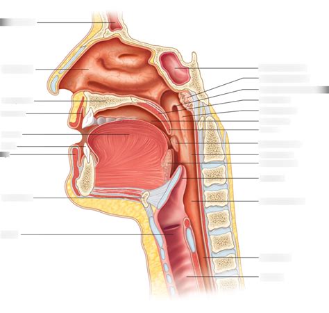 Pharynx Diagram | Quizlet