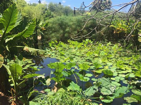 Jardin d Eden à La Réunion L Evasion des Sens