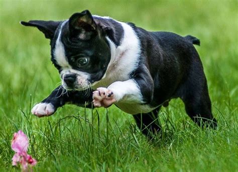 Boston Terrier Chihuahua Mix Puppies For Sale In Michigan - Pets Lovers