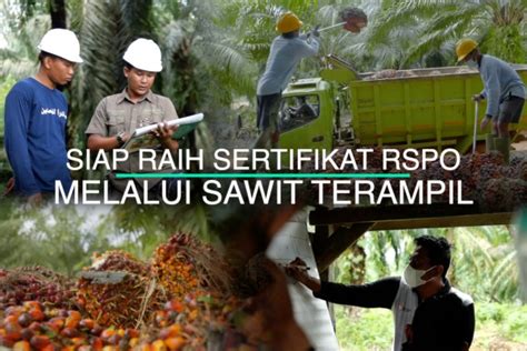 Petani Sawit Siap Raih Sertifikat Rspo Melalui Sawit Terampil