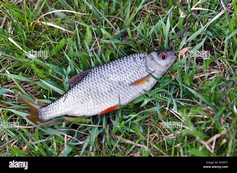 Roach fish hi-res stock photography and images - Alamy