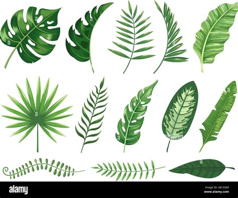 Feuilles Tropicales Exotiques Feuille De Plante De Monstera Plantes