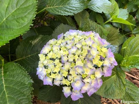 Hydrangea Macrophylla Bigleaf French Hydrangea Grow And Care Florgeous